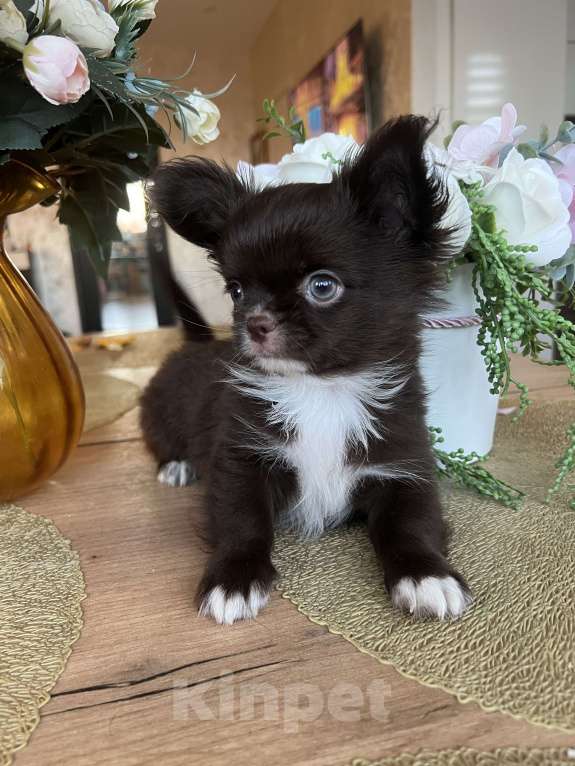 Собаки в Коломне: Барни шоколадный мальчик чихуахуа Мальчик, 55 000 руб. - фото 1