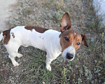 Собаки в Урюпинске: найден пес Мальчик, 1 руб. - фото 2
