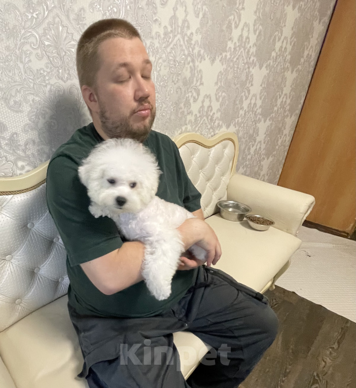 Собаки в Москве: Девочка Бишон Фризе Девочка, 300 000 руб. - фото 7