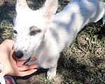 Собаки в Тольятти: Возьмите щенка в добрые руки Девочка, Бесплатно - фото 4