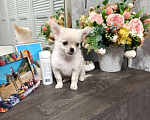 Собаки в Краснодаре: Чихуахуа длинношерстный Мальчик, 25 000 руб. - фото 5