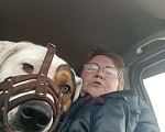Собаки в других городах Московской области: Отдаем в добрые руки Мальчик, Бесплатно - фото 2