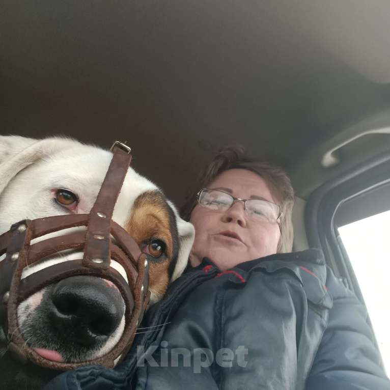 Собаки в других городах Московской области: Отдаем в добрые руки Мальчик, Бесплатно - фото 2
