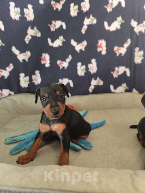 Собаки в Ореховом-Зуево: Щенки цвергпинчера Мальчик, 50 000 руб. - фото 6