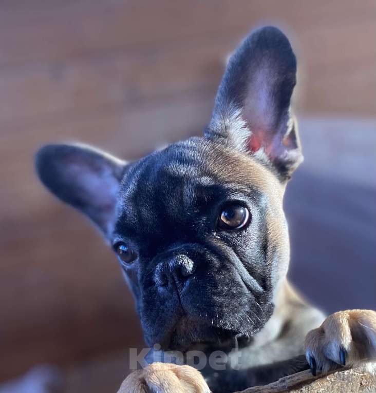 Собаки в Санкт-Петербурге: Шикарный мальчик палевого окраса  Мальчик, 45 000 руб. - фото 7