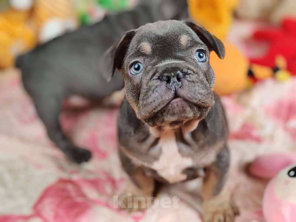 Собаки в Санкт-Петербурге: Шикарный лиловый мальчик Мальчик, 80 000 руб. - фото 2