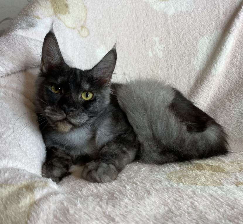 Кошки в Дмитрове: Черная дымчатая девочка мейн кун Marfa Девочка, 10 000 руб. - фото 3