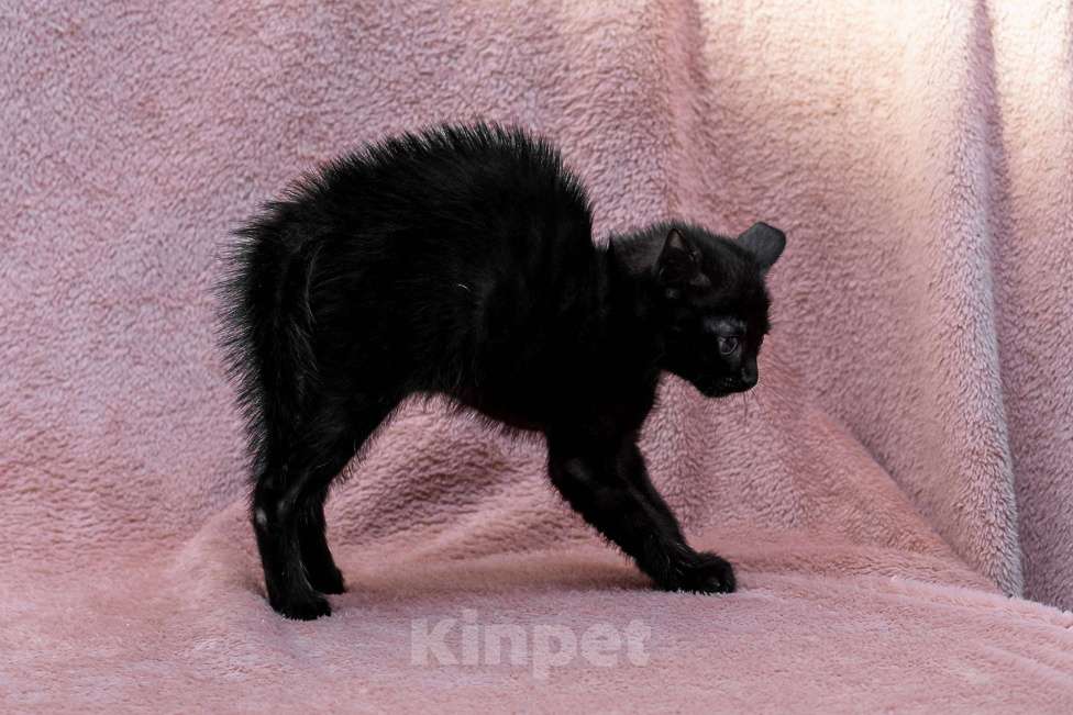 Кошки в Москве: котенок Коржик ищет дом Мальчик, Бесплатно - фото 5