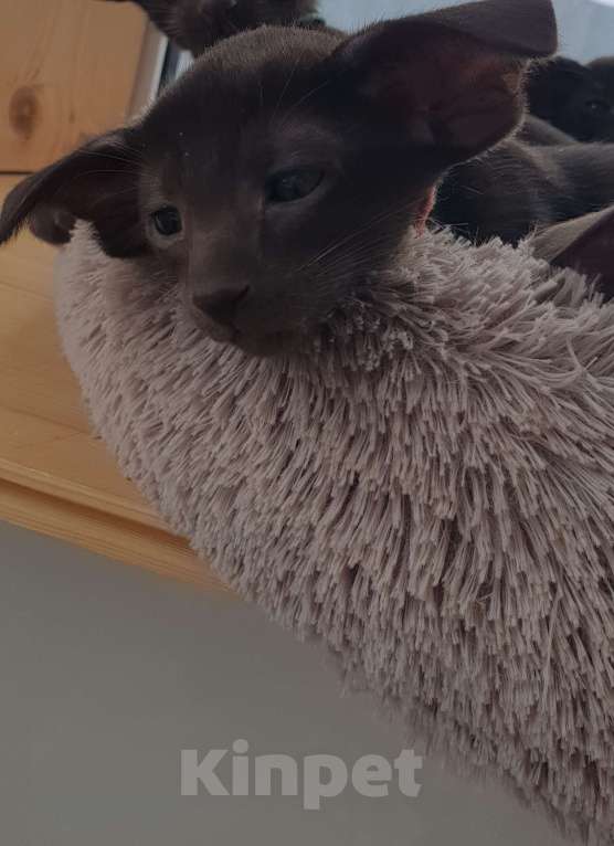 Кошки в Новосибирске: Ориентальная девочка  Девочка, Бесплатно - фото 1