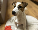 Собаки в Москве: Джек Рассел 5мес Мальчик, 1 000 руб. - фото 1
