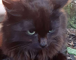 Кошки в Краснодаре: Котятки в добрые ручки  Девочка, Бесплатно - фото 9
