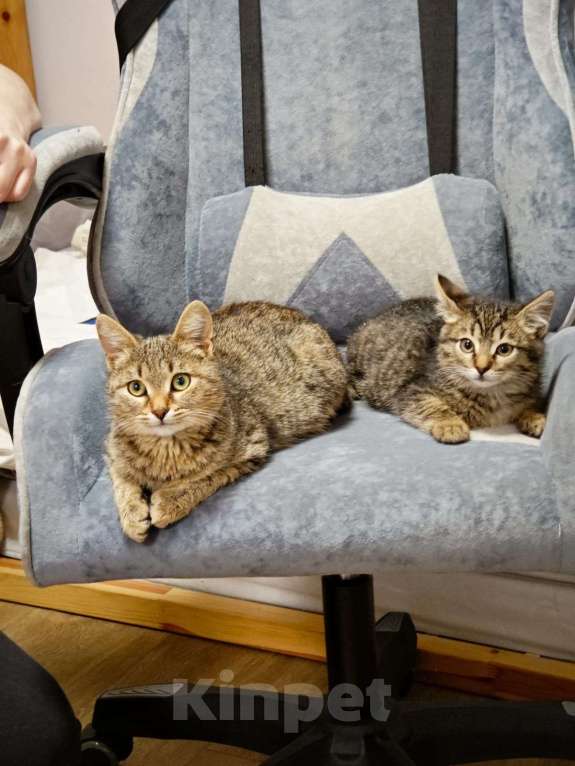 Кошки в Красногорске: Котенок Тигран 1,5 месяца в добрые руки  Мальчик, Бесплатно - фото 3