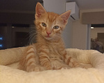 Кошки в Воронеже: Рыжие котята Мальчик, Бесплатно - фото 9