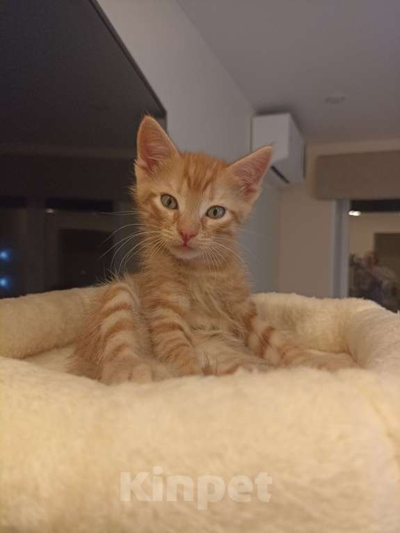 Кошки в Воронеже: Рыжие котята Мальчик, Бесплатно - фото 9