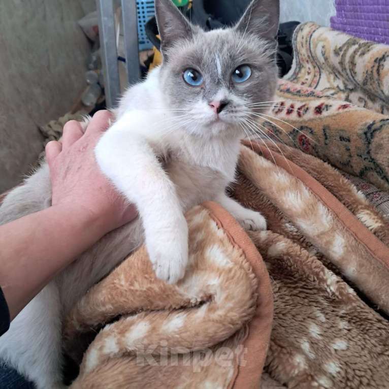 Кошки в Москве: Молодая кошечка Нева  в добрые руки  Девочка, Бесплатно - фото 5