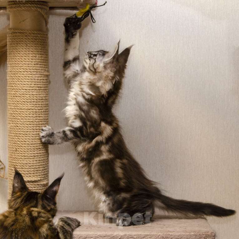 Кошки в Москве: Котята мейн-кун Девочка, 30 000 руб. - фото 5