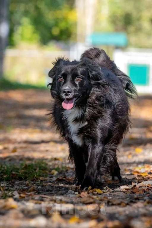 Собаки в Москве: Нежная и благородная собака Хэйси в дар Девочка, 1 руб. - фото 1