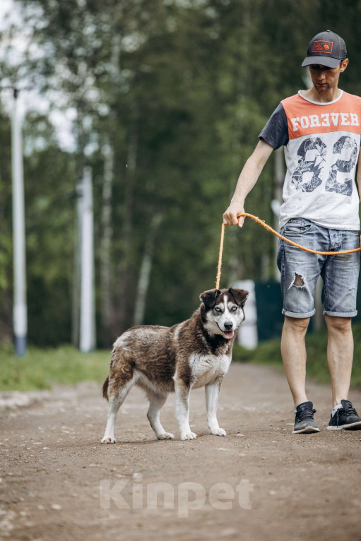 Собаки в Москве: Красотка из приюта в добрые руки Девочка, Бесплатно - фото 10
