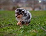 Собаки в Солнечногорске: Померанский шпиц , мрамор Мальчик, 40 000 руб. - фото 3