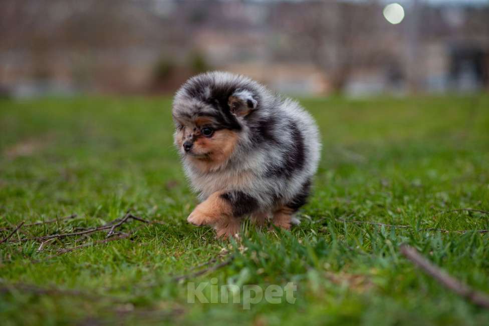 Собаки в Солнечногорске: Померанский шпиц , мрамор Мальчик, 40 000 руб. - фото 3