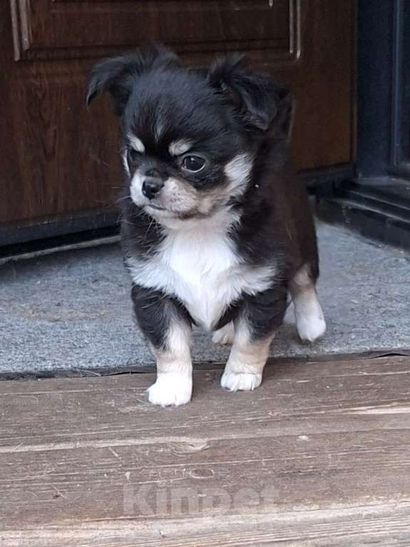 Собаки в других городах Калужской области: Мальчик триколор Мальчик, 50 000 руб. - фото 1