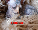 Кошки в Москве: Продаются милые уникальная малышшка Канадского Сфинкса  Девочка, 15 000 руб. - фото 2