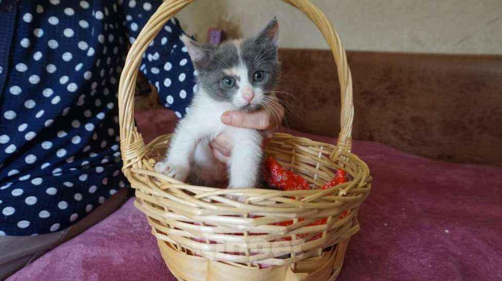 Кошки в Красногорске: Котенок Эмма 1,5 месяца очень хочет на ручки  Девочка, Бесплатно - фото 1