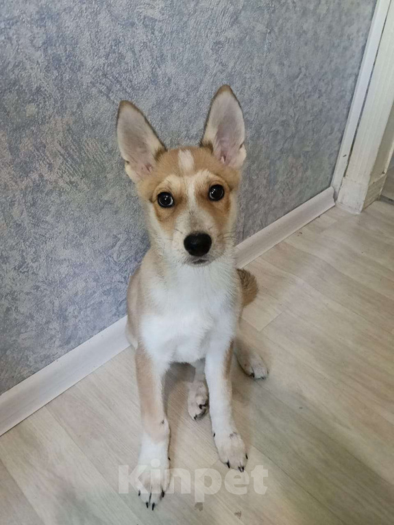 Собаки в Москве: Метис Лайки Мальчик, Бесплатно - фото 5