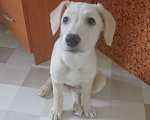 Собаки в Александрове: Метис лабрадор  Девочка, 1 руб. - фото 1