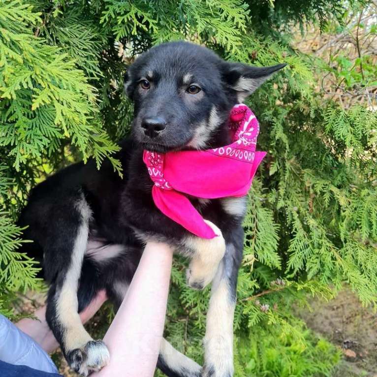 Собаки в Москве: Щенки овчарки в добрые руки Мальчик, Бесплатно - фото 10