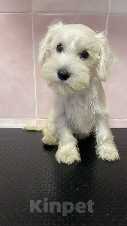 Собаки в Москве: Щенок цвергшнауцера белого Девочка, 55 000 руб. - фото 3