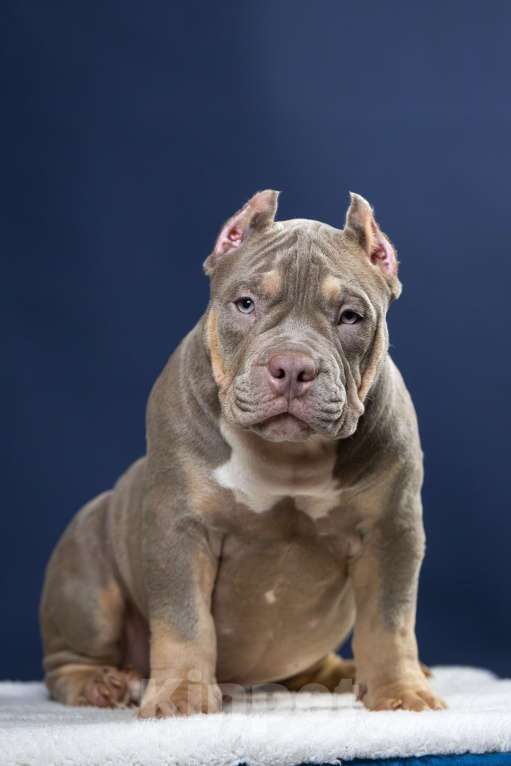 Собаки в Санкт-Петербурге: Щенок Американский булли покет Мальчик, 180 000 руб. - фото 5