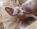 Кошки в Челябинске: Девочка канадский сфинкс Девочка, 40 000 руб. - фото 1