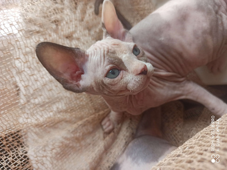 Девочка канадский сфинкс