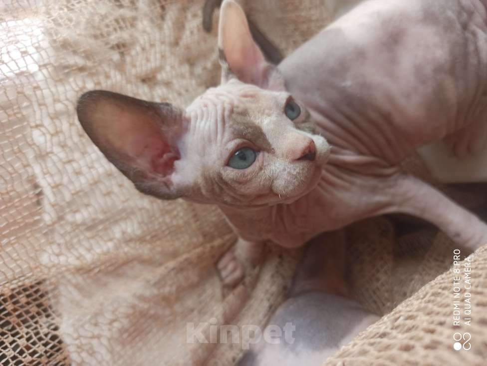 Кошки в Челябинске: Девочка канадский сфинкс Девочка, 40 000 руб. - фото 1