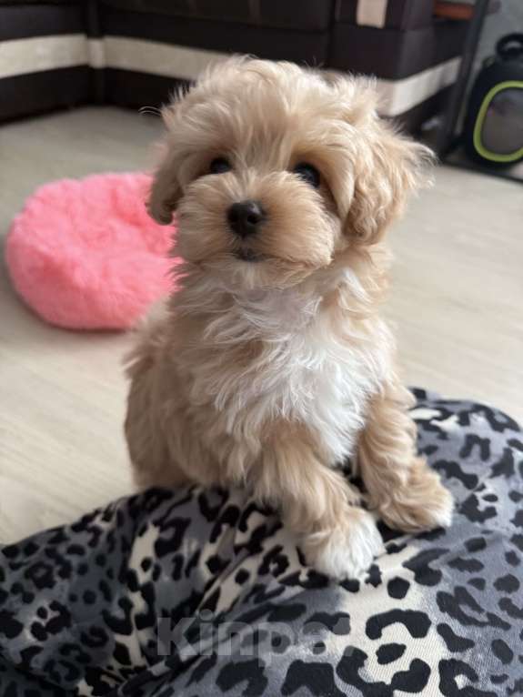 Собаки в Самаре: Мальтипу Боня и сестренки Девочка, 130 000 руб. - фото 4