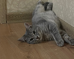 Кошки в Краснодаре: Кошка Соня ищет хозяина Девочка, Бесплатно - фото 3