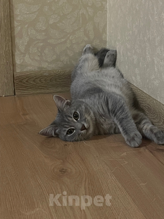 Кошки в Краснодаре: Кошка Соня ищет хозяина Девочка, Бесплатно - фото 3