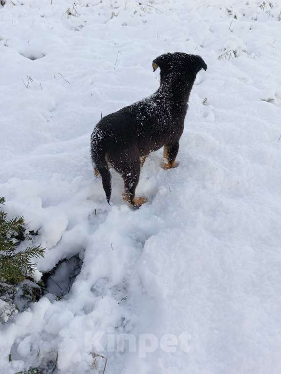 Собаки в других городах Ленинградской области: Трехцветный язык  Мальчик, Бесплатно - фото 6