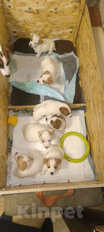 Собаки в Липецке: Порода:  джек-рассел-терьер Девочка, Бесплатно - фото 1