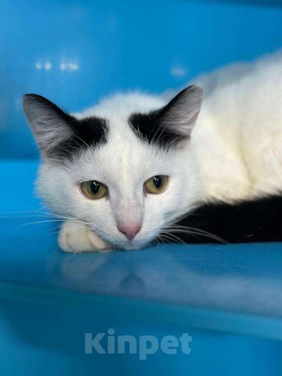 Кошки в Москве: Где же затерялись его люди?  Мальчик, Бесплатно - фото 3