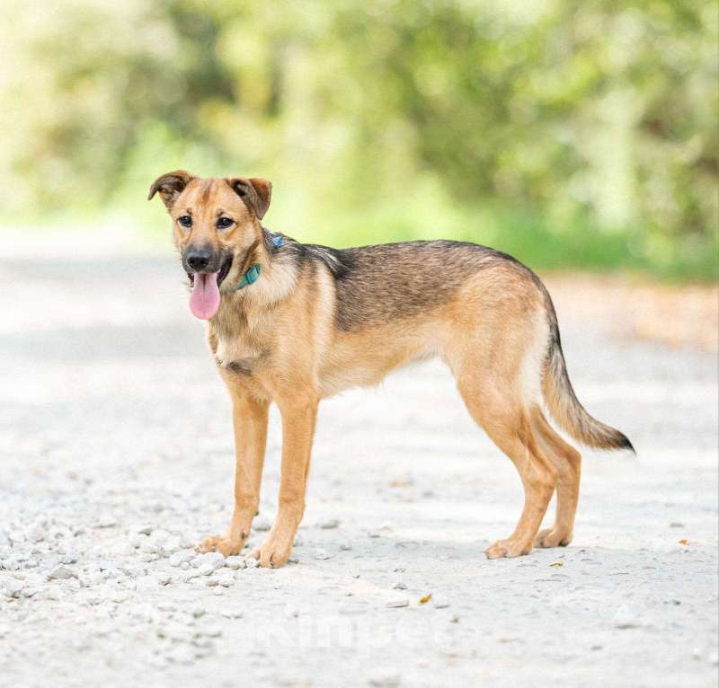 Собаки в Бронницах: Собака Катя в добрые руки  Девочка, Бесплатно - фото 3