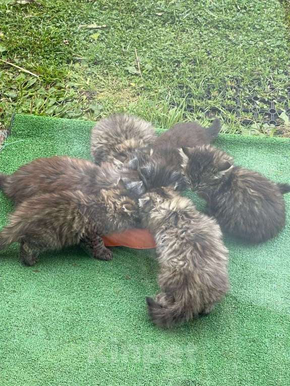 Кошки в Москве: Отдам в добрые руки Мальчик, Бесплатно - фото 7