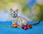 Кошки в Нижнем Новгороде: Бенгальский кот линкс Мальчик, 25 000 руб. - фото 8