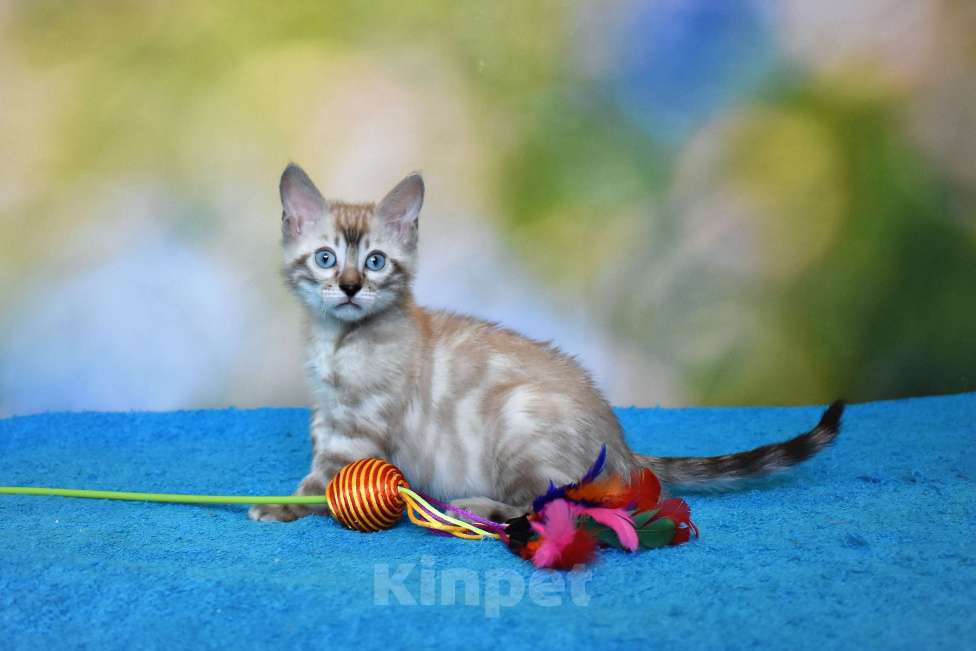 Кошки в Нижнем Новгороде: Бенгальский кот линкс Мальчик, 25 000 руб. - фото 8