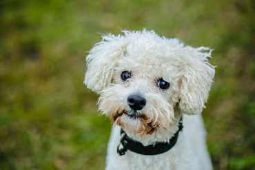 Итальянская болонка (болоньез)