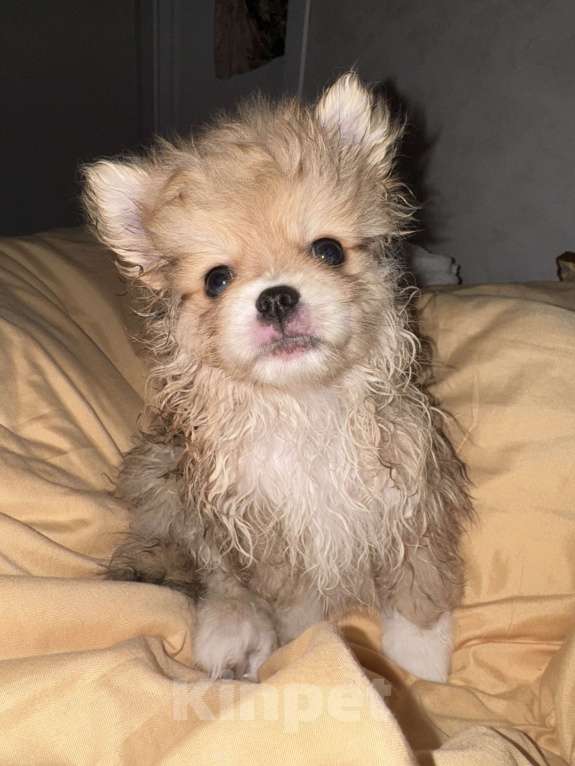 Собаки в Владивостоке: Шпиц немецкий Девочка, 40 000 руб. - фото 3