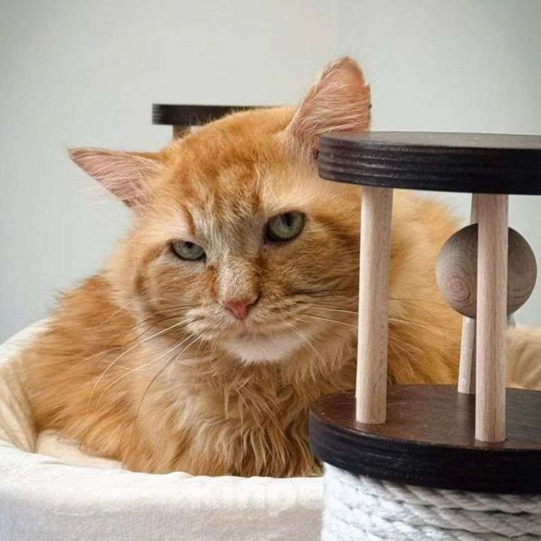 Кошки в Москве: Пушистый рыжий кот ищет дом Мальчик, Бесплатно - фото 3