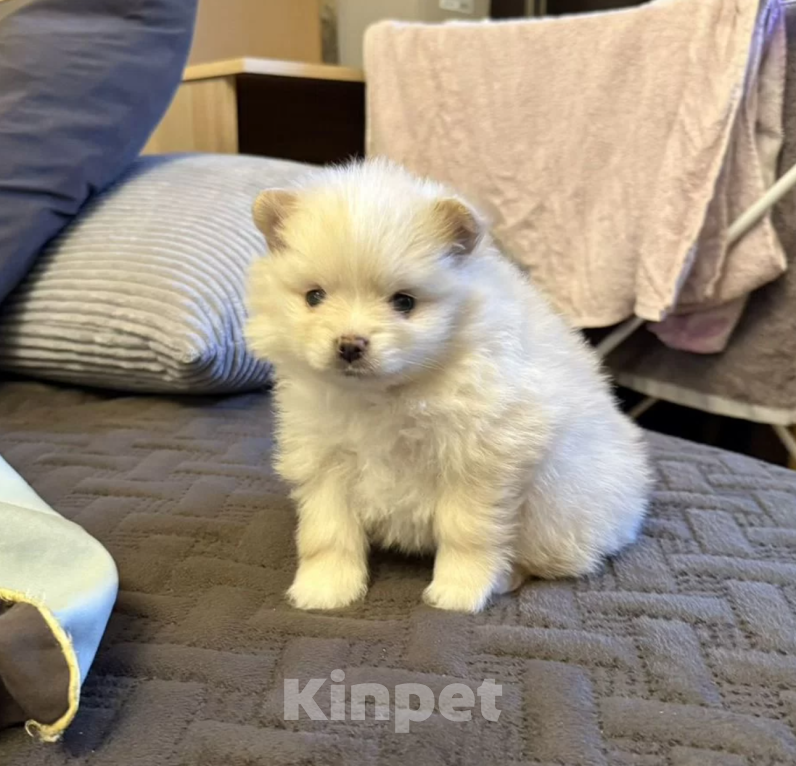 Собаки в Москве: Девочка Девочка, 25 000 руб. - фото 1