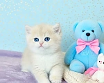 Кошки в Новосибирске: Котенок Мальчик, Бесплатно - фото 1